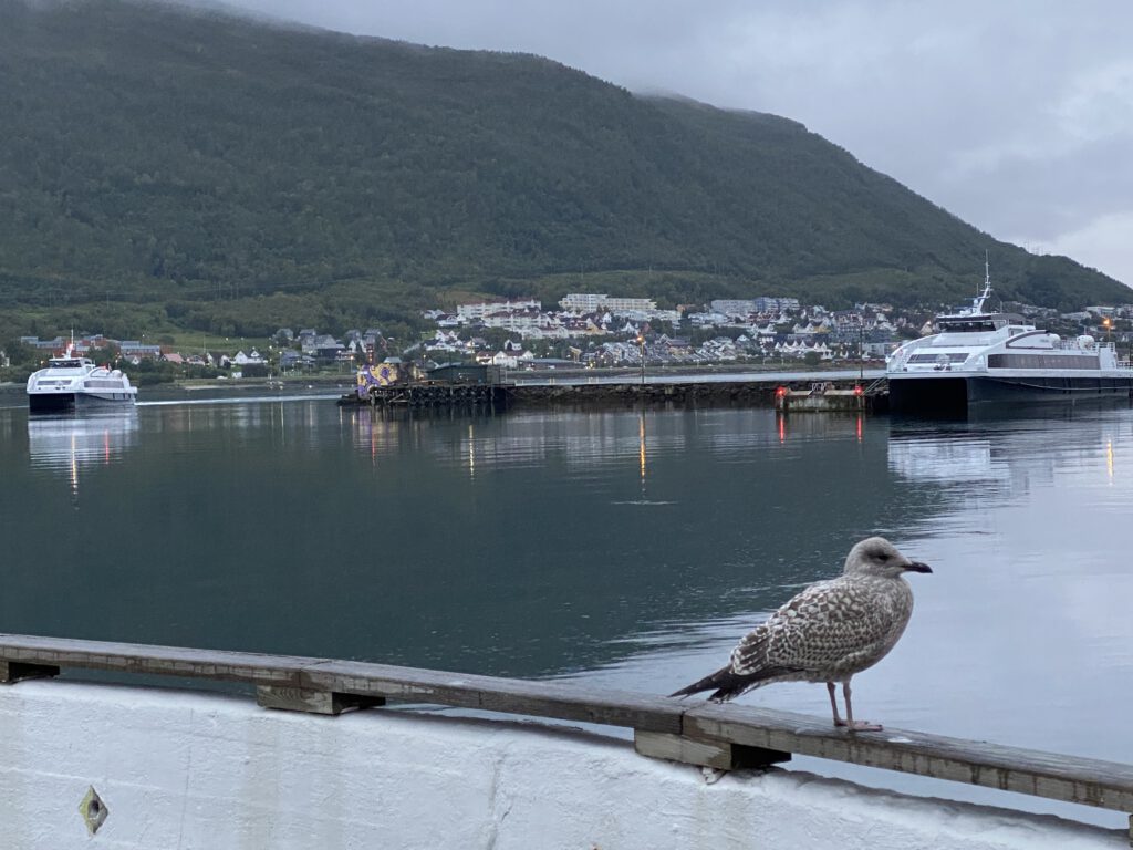 Möve und Fähre im Hafen von Tromsø