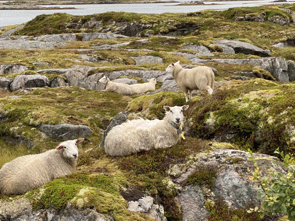 Schafe auf Felsen mit Moos