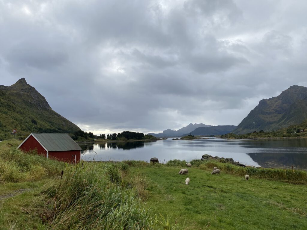 rotes Haus mit Schafen am See