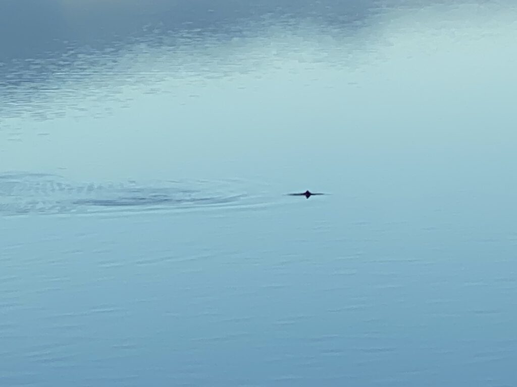 Schwerwal im Ofotfjord