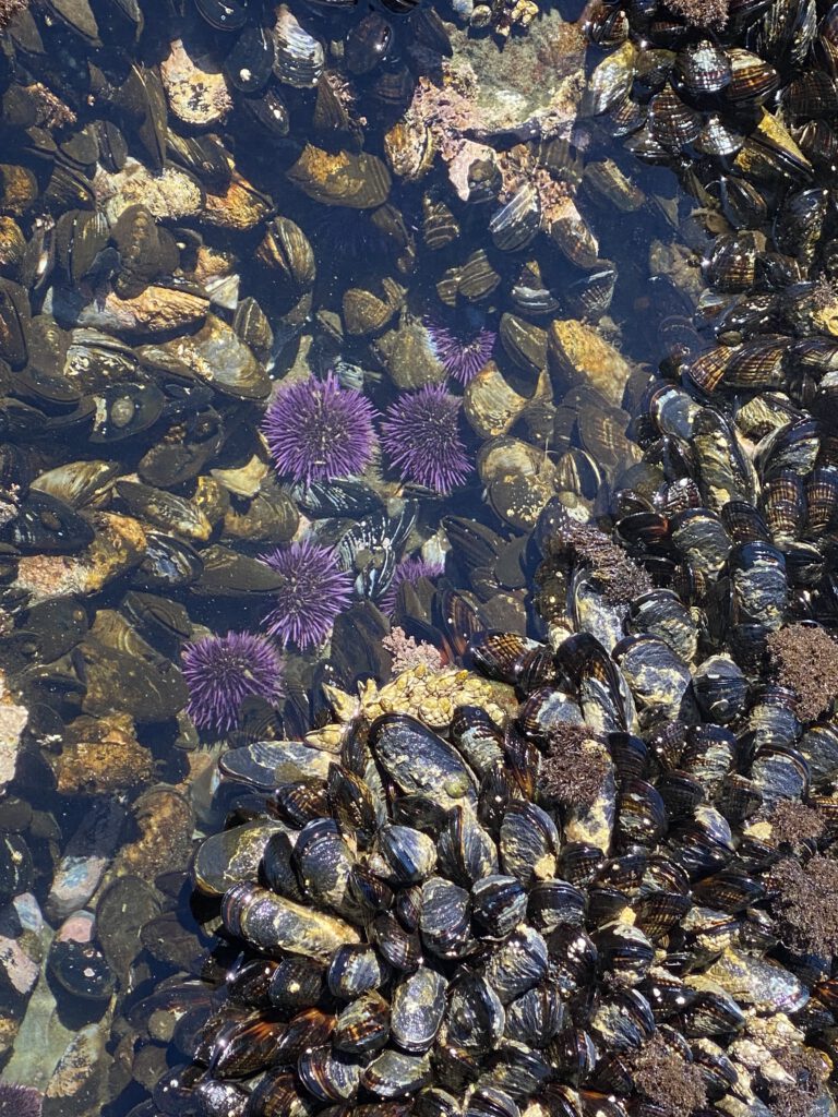 Seeigel und Muscheln