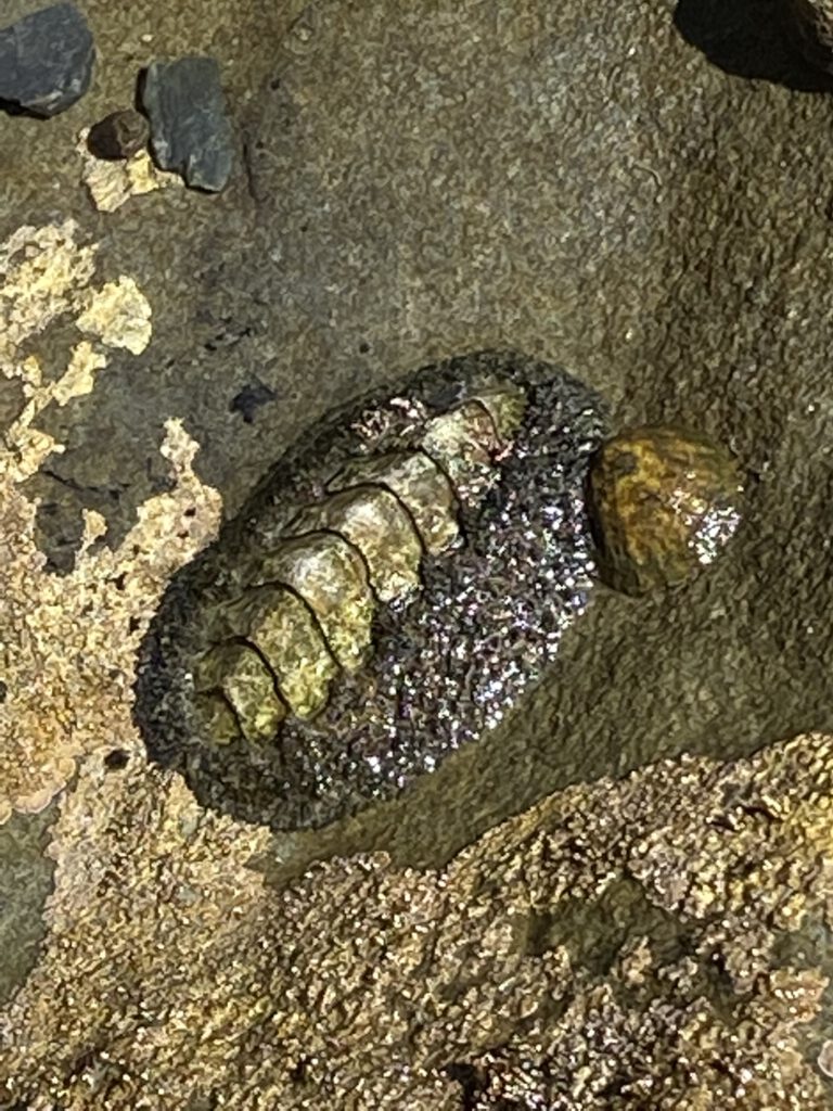 Moos Käferschnecke