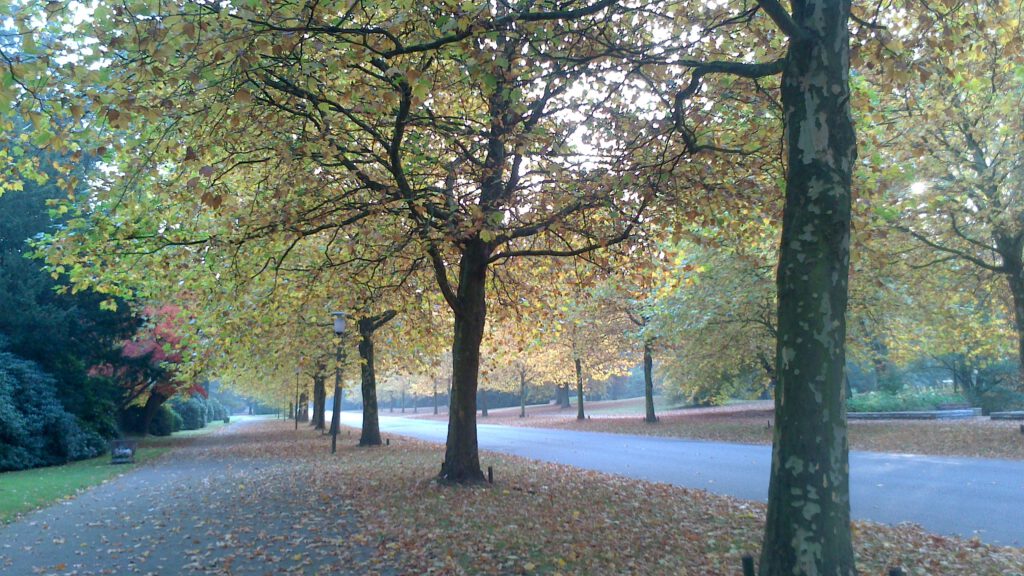 Strasse auf dem Ohlsdorfer Friedhof im Herbst