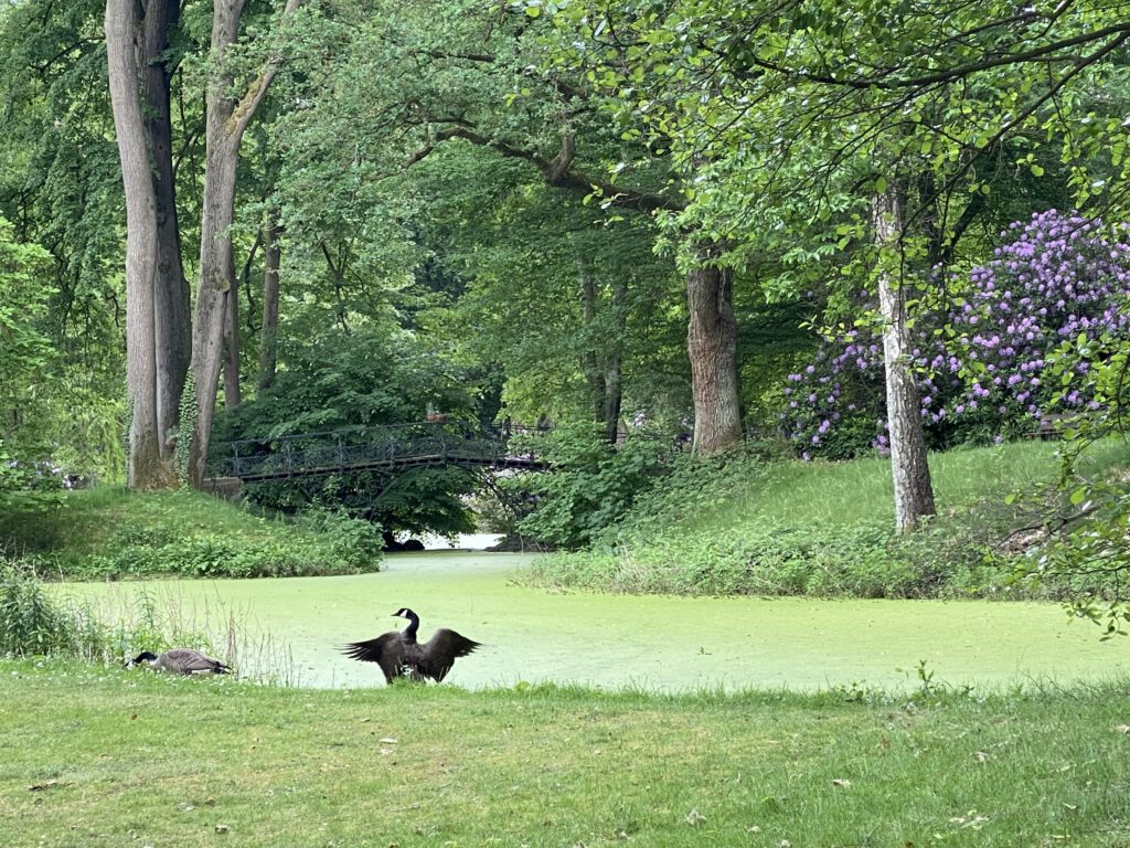 See mit Wildgänsen auf dem Ohlsdorfer Friedhof