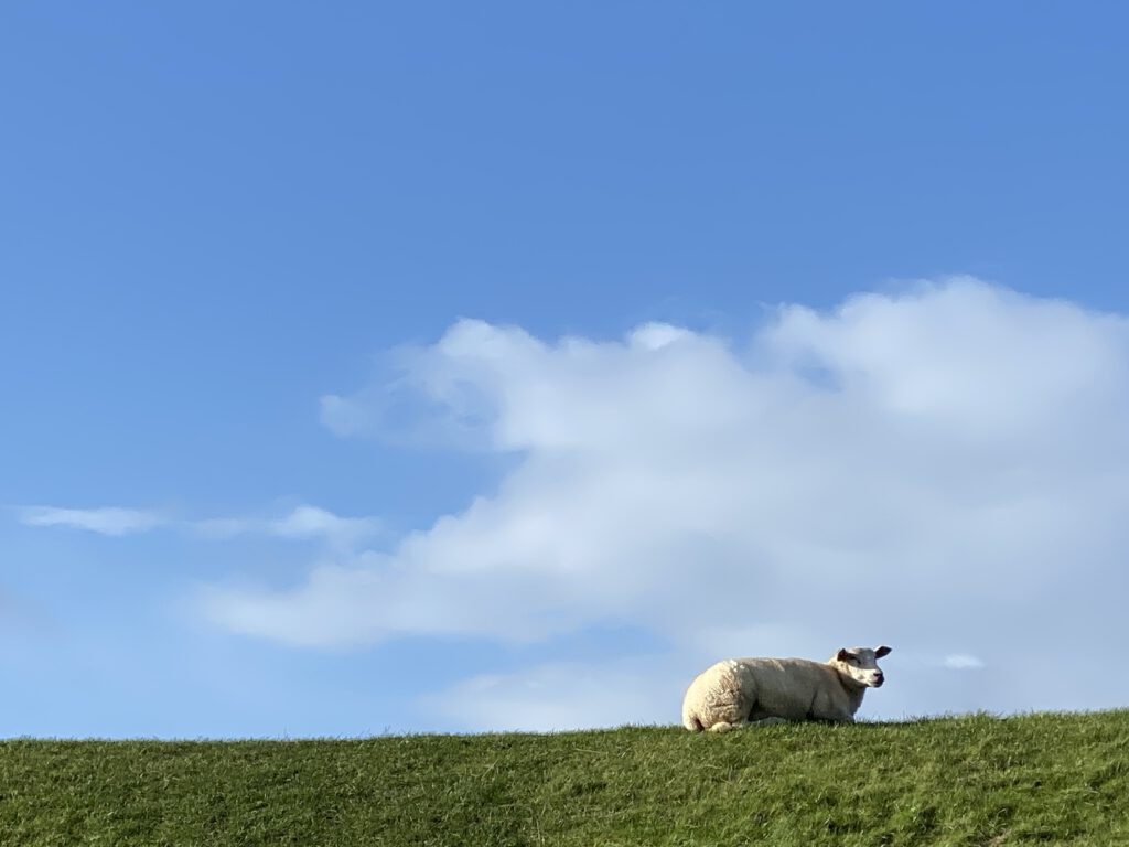 Schaf auf dem Deich bei Dunsum auf Föhr