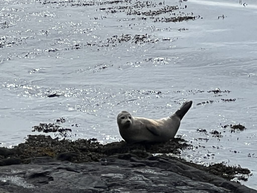 Robbe am Strand von Reykjanes
