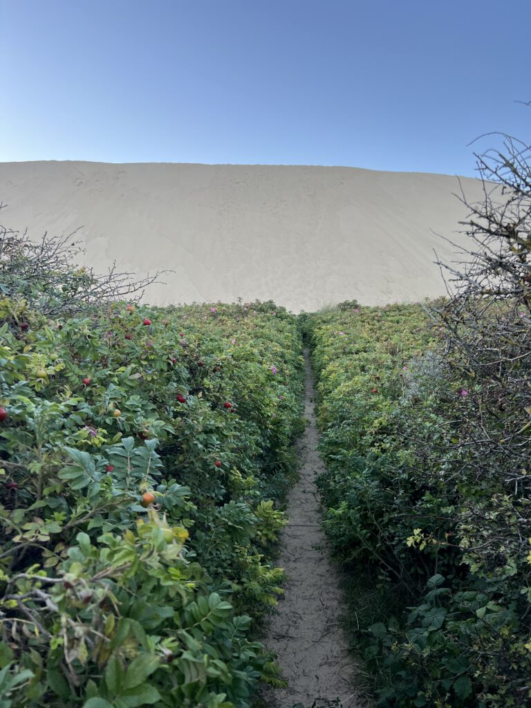 Hærvejen mit Rubjerg Knude