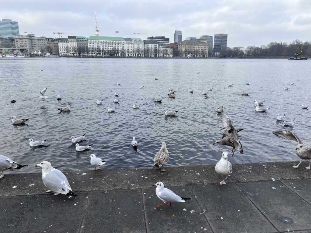 Möwen an der Alster
