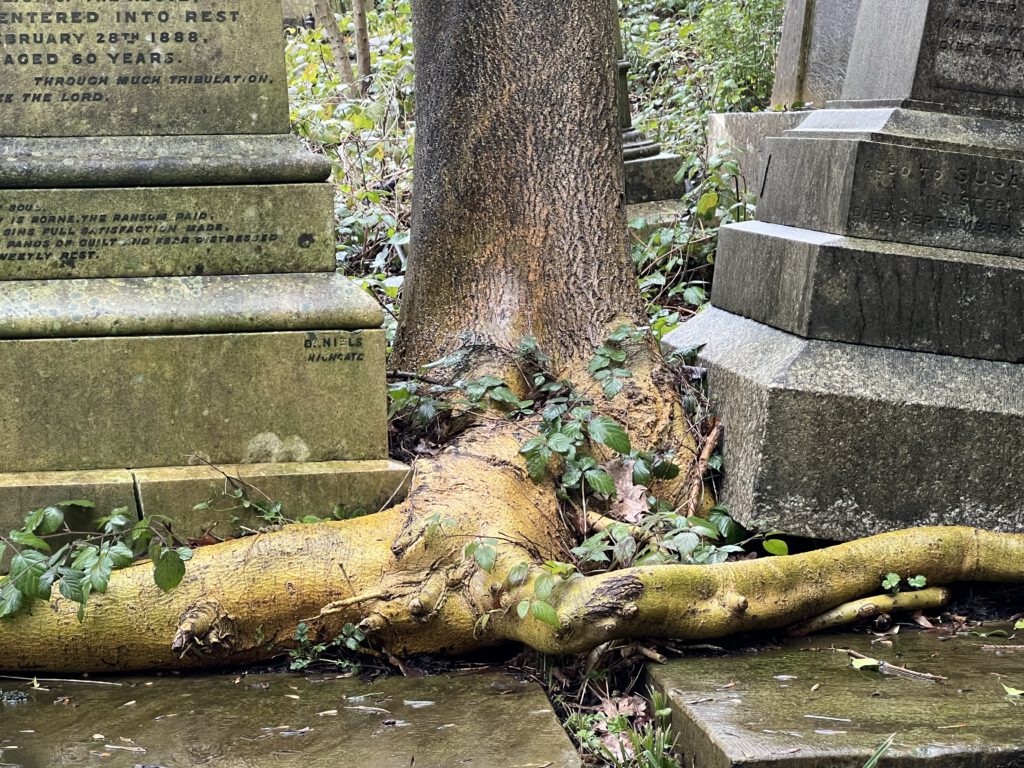 Wurzeln wachsen über Gräber im Highgate Cemetery in London