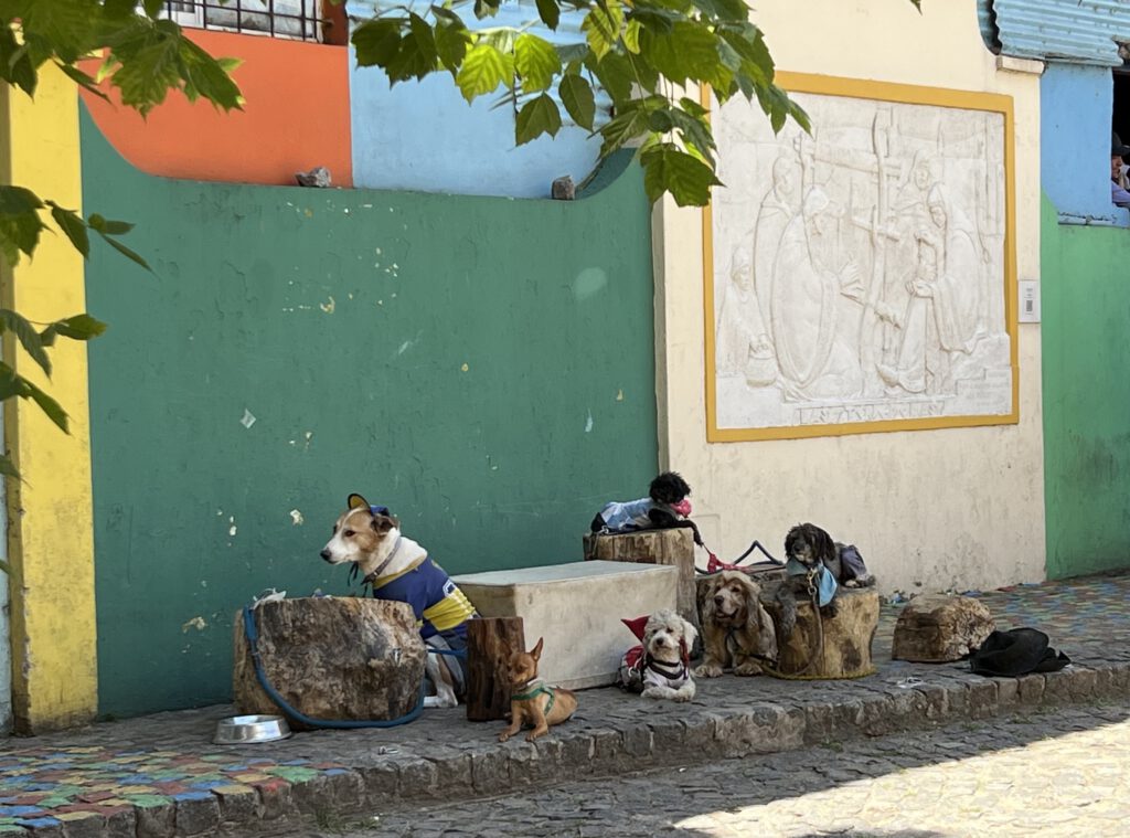 Hunde in La Boca