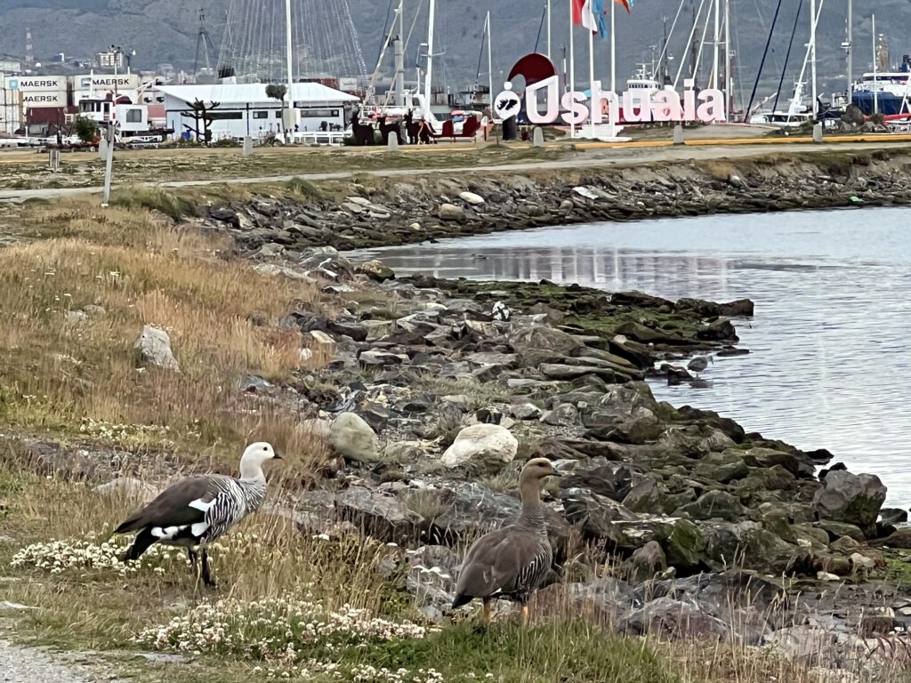 Patagonische Gänse in Ushuaia