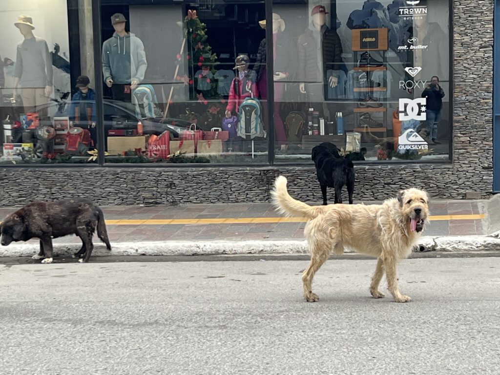 Hunde in der Avenida San Martín