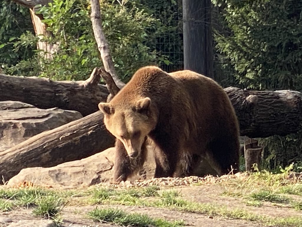 Berliner Bär im Zoo