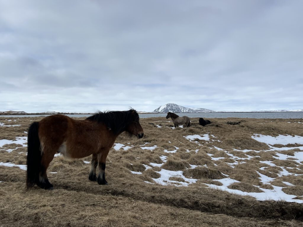 Myvatn mit Islandpferden