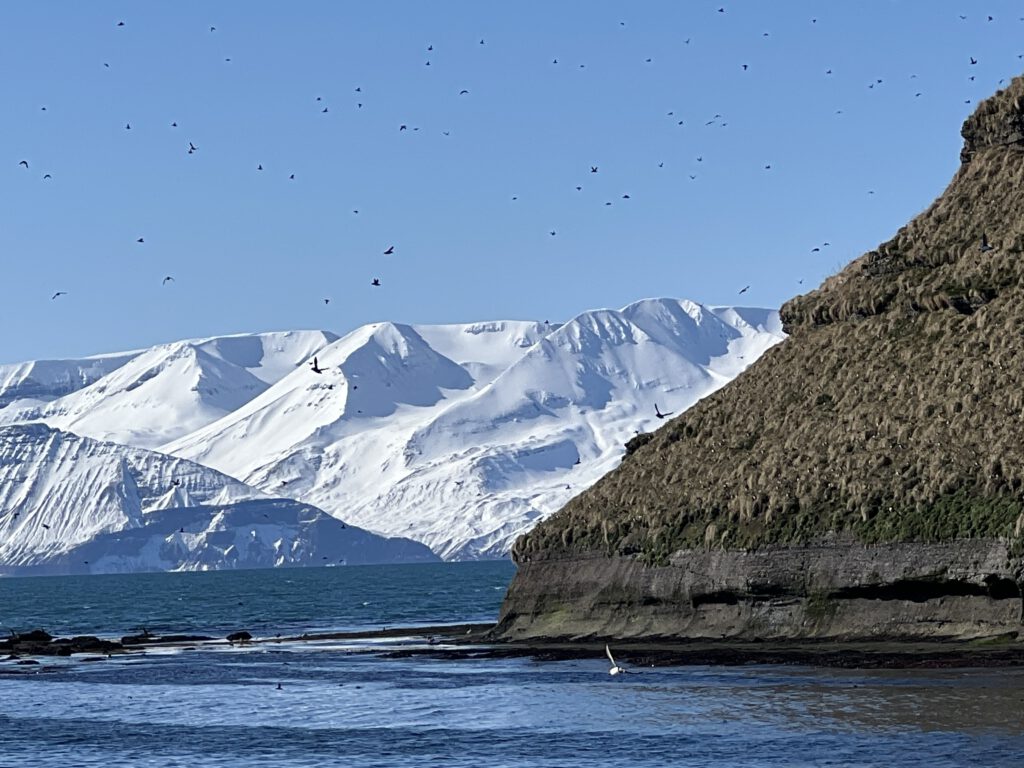 Puffin Island mit fliegenden Papageitauchern