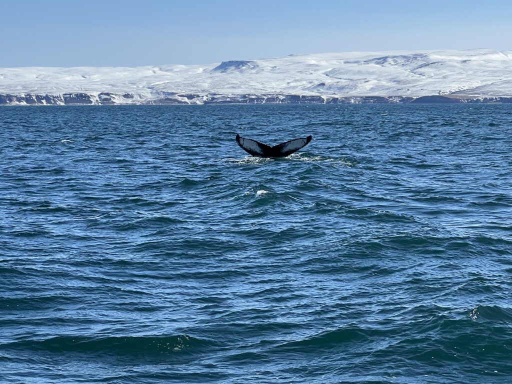 Fluke eines Buckelwals bei Húsavík