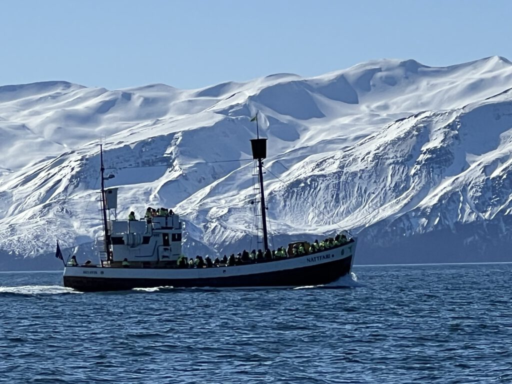 Walsafari in Húsavík am Diamond Circle