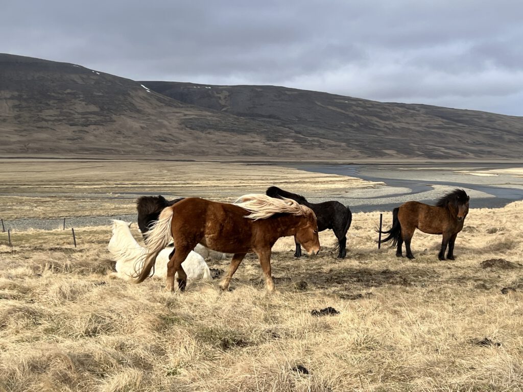 Islandpferde im Wind
