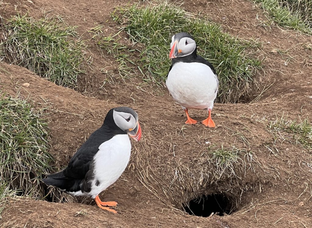 Puffins mit Höhle