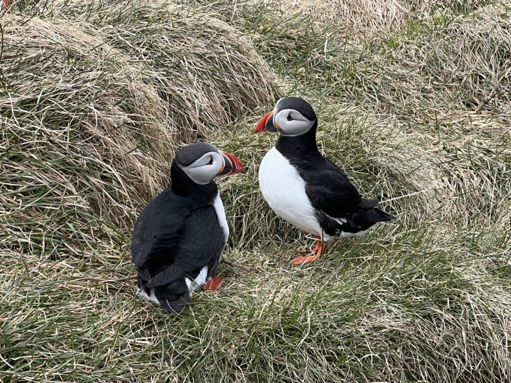 zwei Puffins
