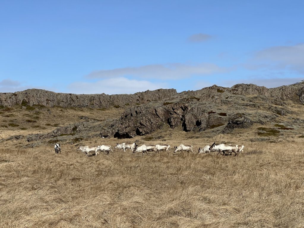 Herde Rentiere bei Djupivogur mit blauem Himmel
