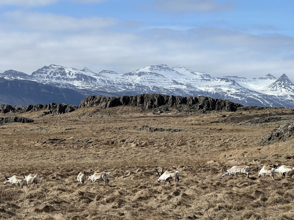 Herde Rentiere bei Djupivogur mit Schneebergen