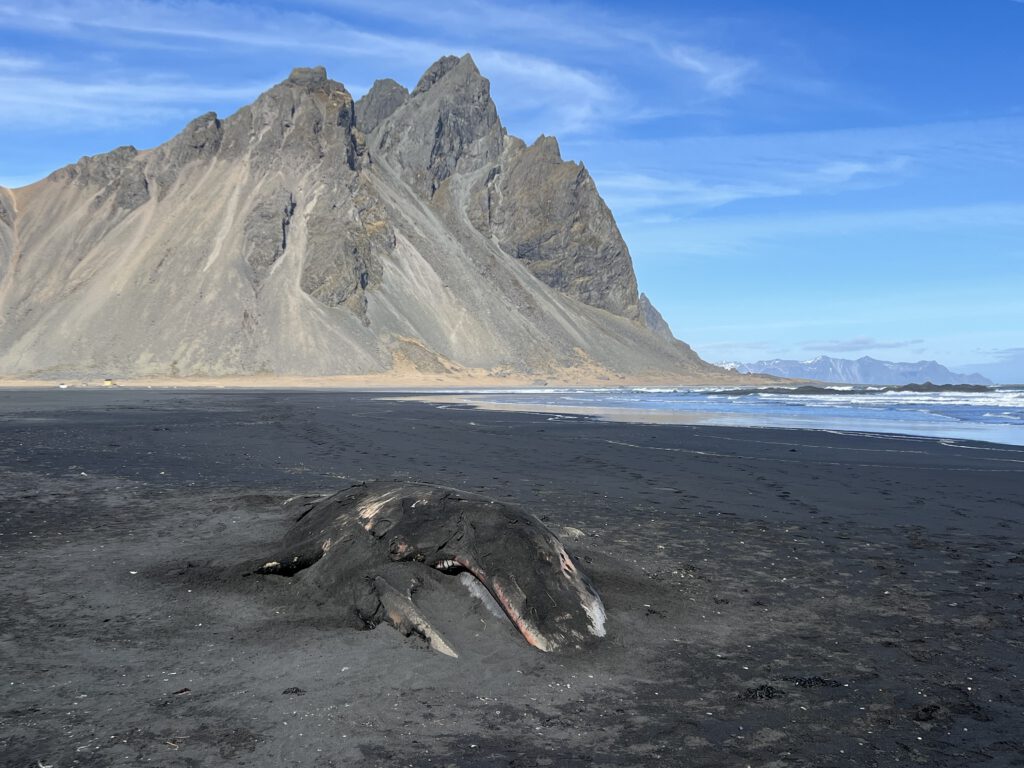 Vestrahorn mit totem Buckelwal