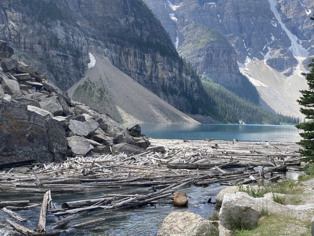 Holzstämme auf Moraine Lake