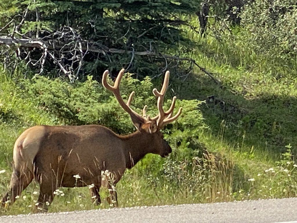 Hirsch im Jasper NP