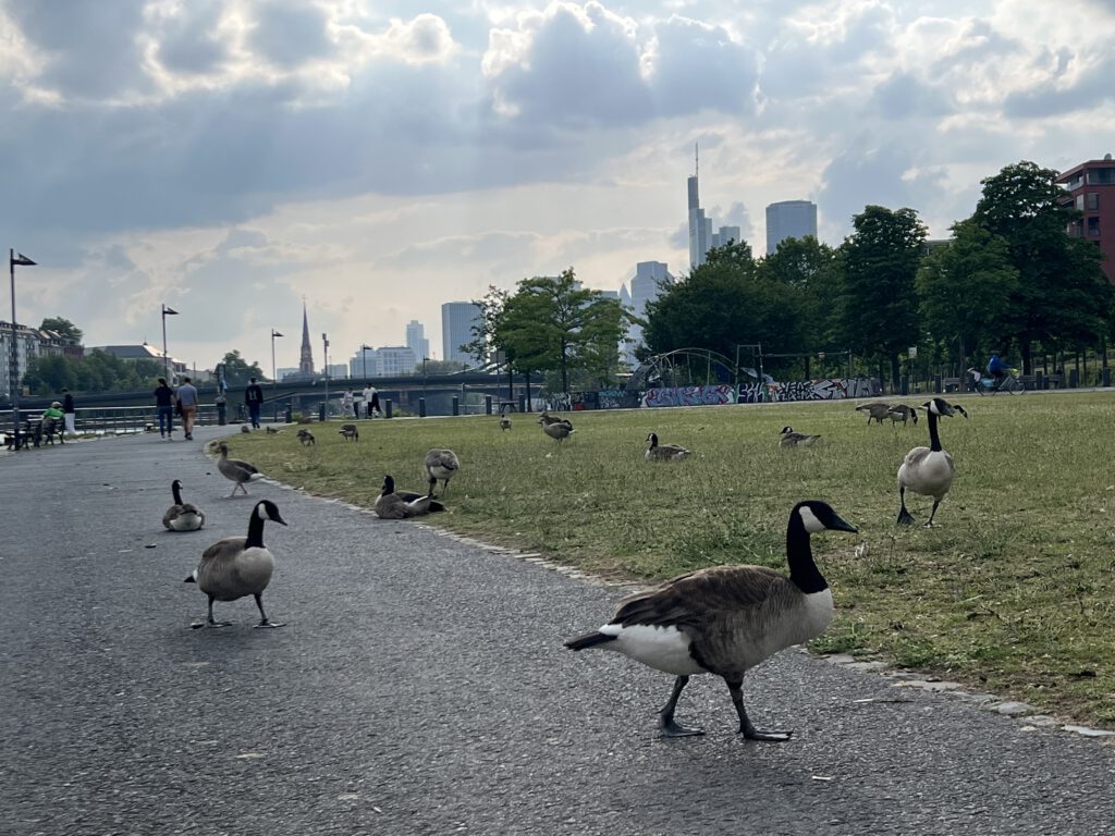 Wildgänse am Mainufer