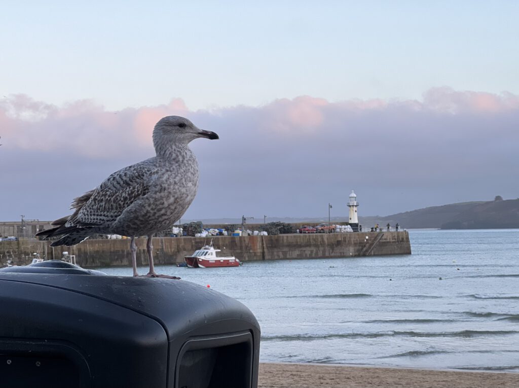 eine Möwe wartet auf Beute