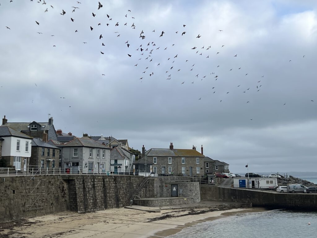 Hafen Mousehole mit Vögeln