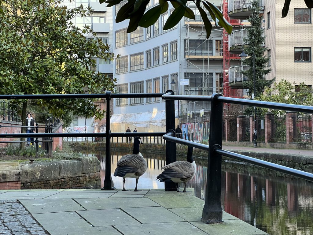 Wildgänse am Rochdale Canal Tow Path