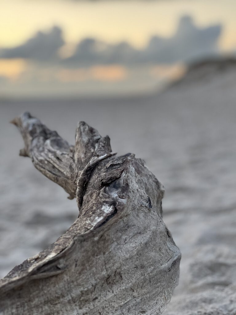 Strandgut