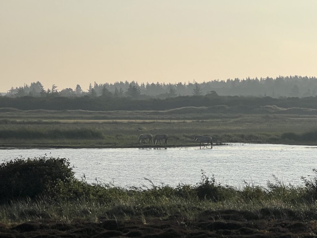Wildpferde Skjern Enge
