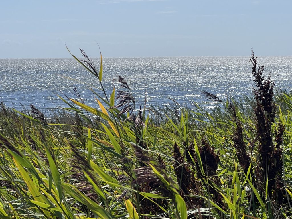 Ringkøbing Fjord