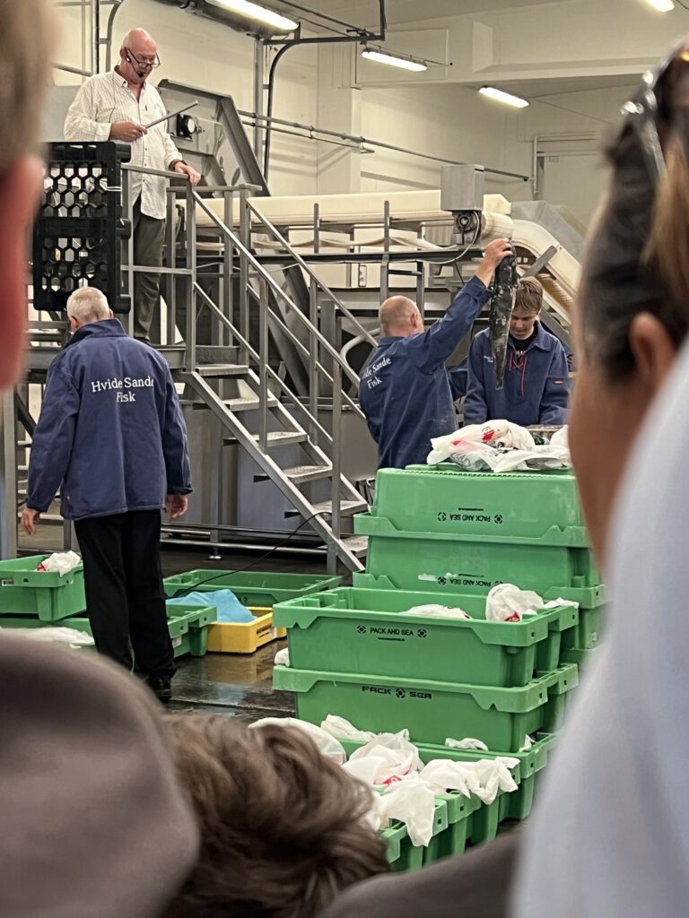 Fischauktion Hvide Sande