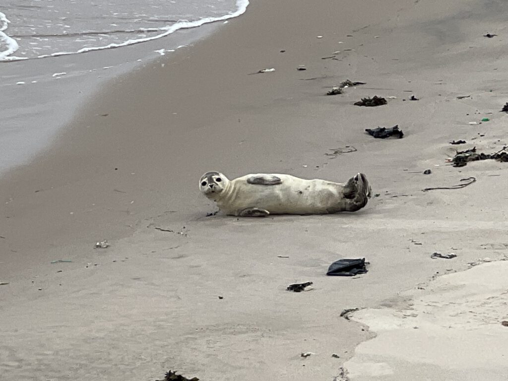 Robbe am Strand in Hvide Sande