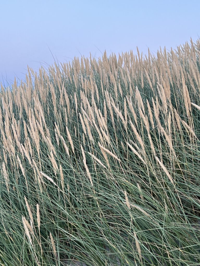 Strandhafer